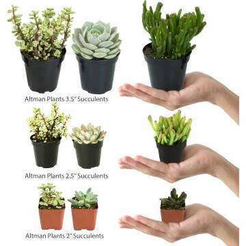 Altman Plants Assorted Cactus Collection 2.5" 4 pack