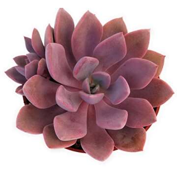 Fat Plants San Diego Live Echeveria Succulent Plant in a 4 inch Plastic Growers Pot (4 inch, Graptoveria Debbie)