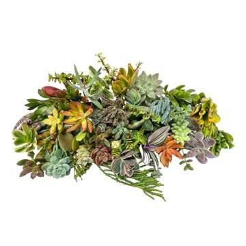 Fat Plants San Diego Small Succulent Cuttings Packages