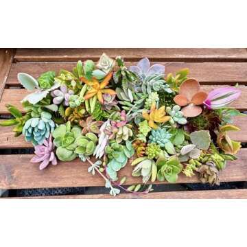 Fat Plants San Diego Small Succulent Cuttings Packages