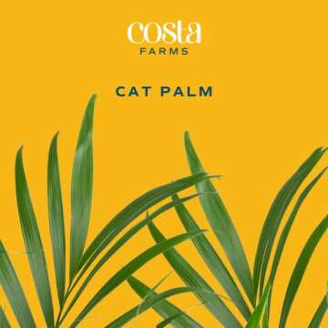 Costa Farms Cat Palm, Live Indoor Houseplant in Indoor Garden Plant Pot, Floor Plant Potted in Potting Soil, Housewarming Gift for New Home, Living Room, Office, Patio Palm Tree Decor, 3-4 Feet Tall