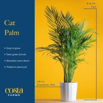 Costa Farms Cat Palm, Live Indoor Houseplant in Indoor Garden Plant Pot, Floor Plant Potted in Potting Soil, Housewarming Gift for New Home, Living Room, Office, Patio Palm Tree Decor, 3-4 Feet Tall