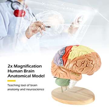 Dyna-Living Human Brain Model Anatomy 2X Life Size Human Brain Anatomical Model for Neuroscience with Color-Coded Detachable Brain Model for Science Research Medical Learning or Model Display