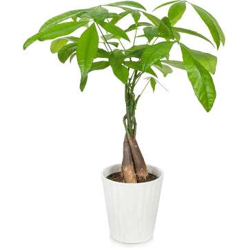 Plants & Blooms Shop PB408 Money Tree, 5", White Pot