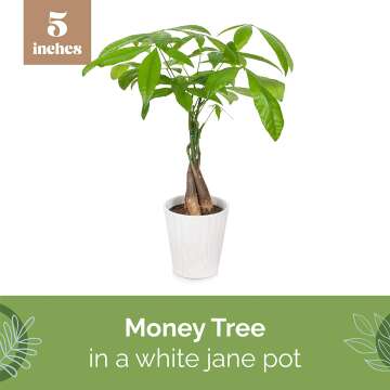 Money Tree 5\
