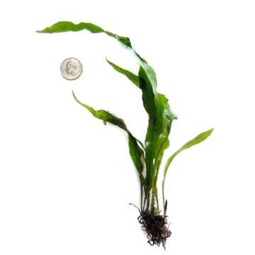 SubstrateSource Microsorum pteropus Java Fern Live Aquatic Aquarium Plant