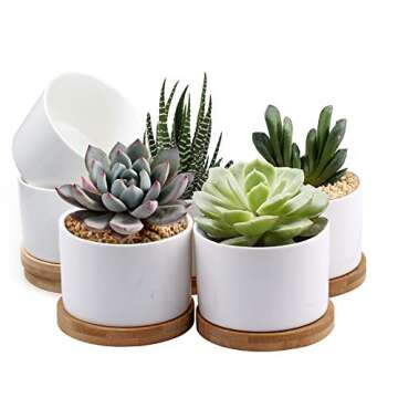 Small Succulent Pots