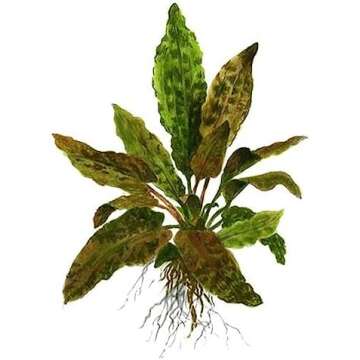 Aquarium plants