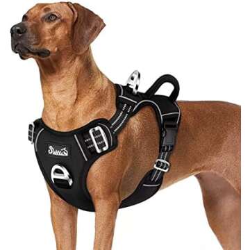 Training Tools, Leashes, Harnesses