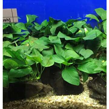 Aquarium plants