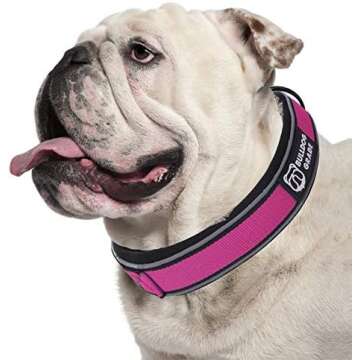 Harnesses, Leashes and Collars