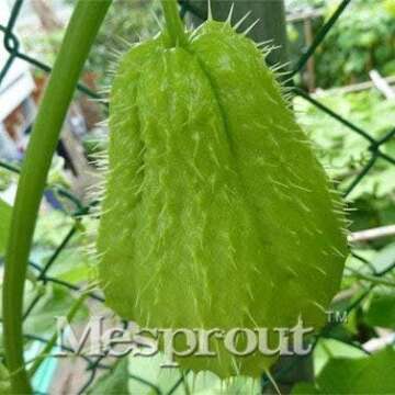 Hạt Su Su Giống | Chayote Seeds