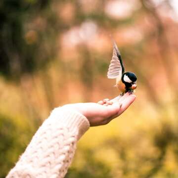 Feather Your Nest: Gift Ideas for the Bird Enthusiast in Your Life