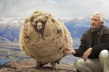 The Legendary Shrek the Sheep: A Story of Fleece and Fame