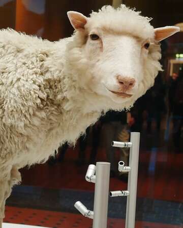 The Birth of Dolly the Sheep: A Revolutionary Cloning Milestone