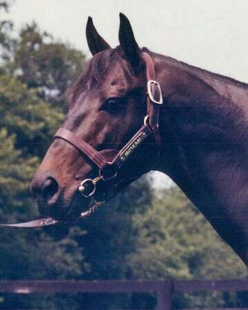 Seattle Slew's Streak Ends at the Swaps Stakes