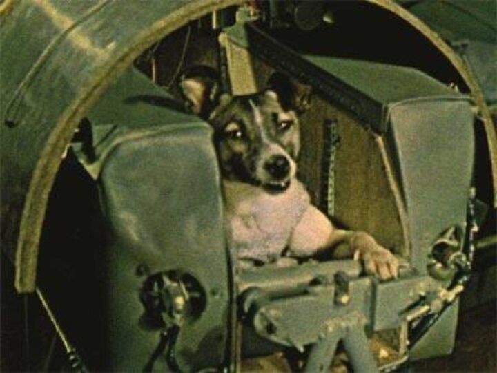 Remembering Laika: The First Dog in Space