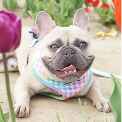 Mochi the Frenchie | My Favorites