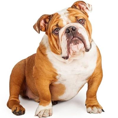 Bulldog Products & Gift Recommendations Profile