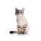 The Cat site - Shop the Best Cat supplies and Kitten supplies - TheCatsite Profile